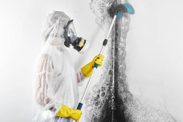 Water damage restoration mold remediation in Davis Junction, IL